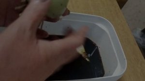 Гиппеаструм (АМАРИЛЛИС ) уход, пересадка, как заставить цвести.Hippeastrum(AMARILLIS)care,transplan