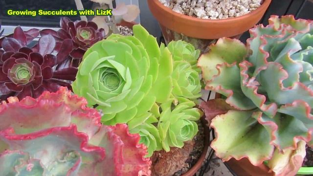 Succulent Pie From Heaven - Kalanchoe rhombopilosa | Vlog #35 Succulents & Coffee w/ Liz смотреть онлайн