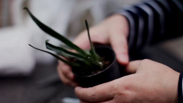 Получила МЯТУЮ посылку! Что с орхидеями? Paphiopedilum Helenae и др. Отзыв о группе 