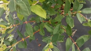 Жимолость канадская. Бьюти, Бист. Интересная особенность.