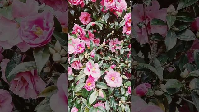 Camellia #countrysidelife #gardenideas