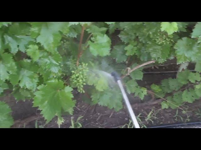 Мешки для винограда от ос. Завязь винограда. Защита винограда от ос. От ос на винограде. Виноград академик.