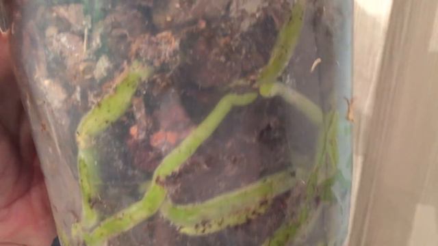 Корни у орхидей.... растут сами.. у всех своё предназначение