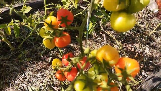 ДАЧА#ПЕРЕСОРТ ТОМАТОВ смотреть онлайн