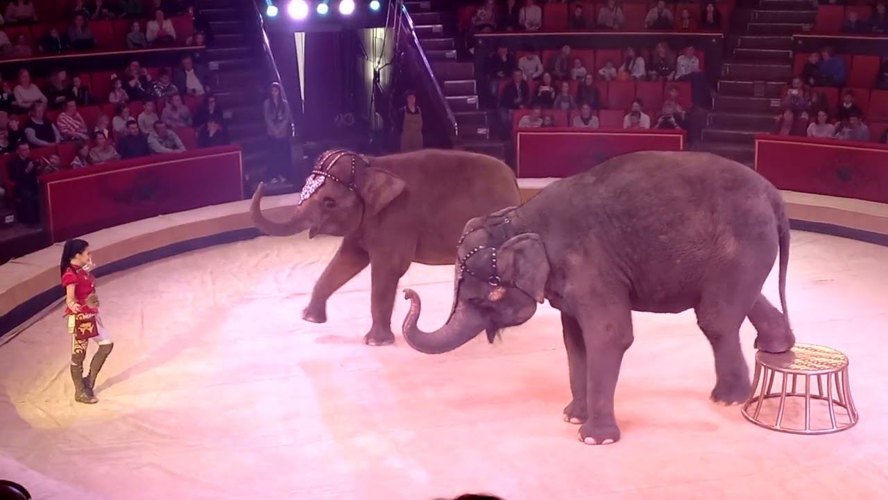 Брянский Государственный цирк.Девочка и слон.Март 2023. смотреть онлайн