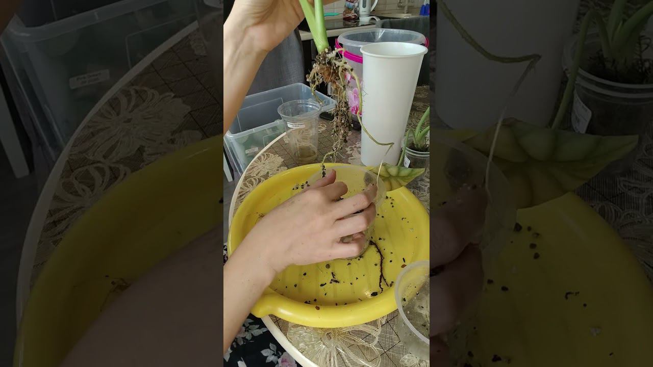 Что такое хорошо и что такое плохо? Алоказии Серебряный дракон и Калифорния.