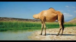 Чудеса Аллаха Алхамдулилах