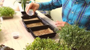 Сажаем микрозелень Руккола, Дайкон, Красная Капуста дома, Выпуск 3 Santa Green