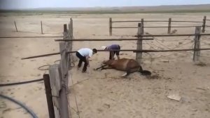 Нечаянно Убили лошадь 马