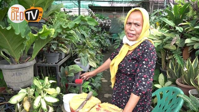 Pondok Kelapa, Central Tanaman Hias Lengkap Harga Murah | omded tv jalan - jalan #125 смотреть онлайн