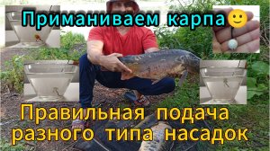 Правильная подача разного типа насадок, при ловле карповых.#fishing #рыбалка #carpfishing #карп #нас