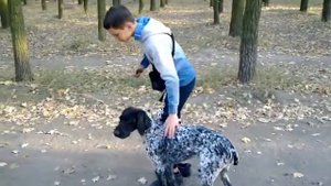 курцхар первое занятие ОКД , подготовка легавой к охоте