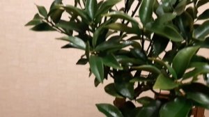 Кумкват Тондо. Мой новый цитрус.