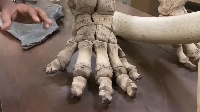 Elephant foot Description смотреть онлайн