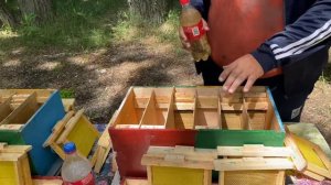 Вывод маток ч3. Контроль выхода. Заселение в микронуклеусы.