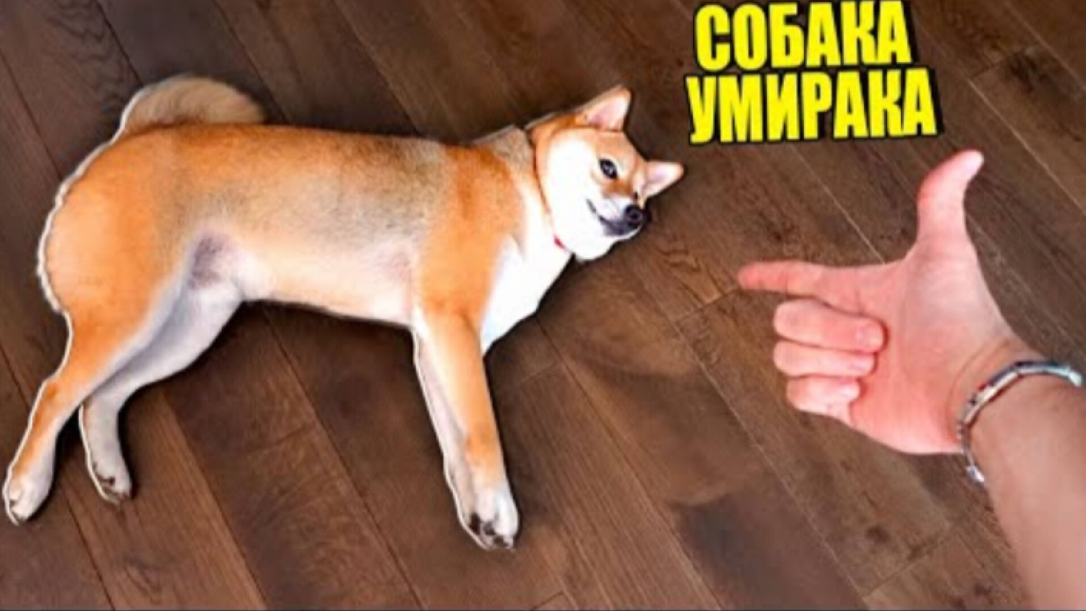 Собака эдисона