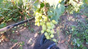 20160715 Виноград Орхидея