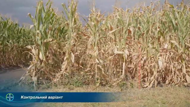 Варіанти систем захисту кукурудзи смотреть онлайн