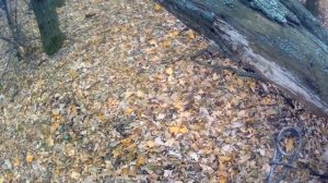 Установка капканов кп 140 на куницу