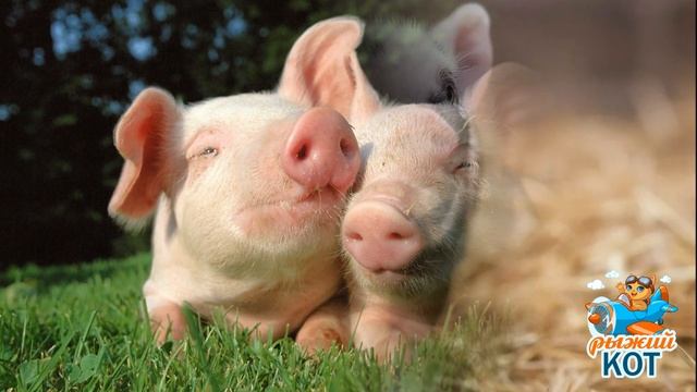 Поросёнок говорить научился смотреть онлайн