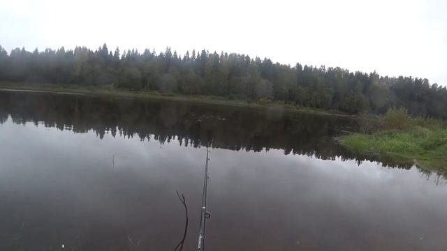 Река Молога. Микрощука на спиннинг. Плотва на удочку.