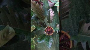 🪴Филодендрон Карамель Плуто❤️🪴