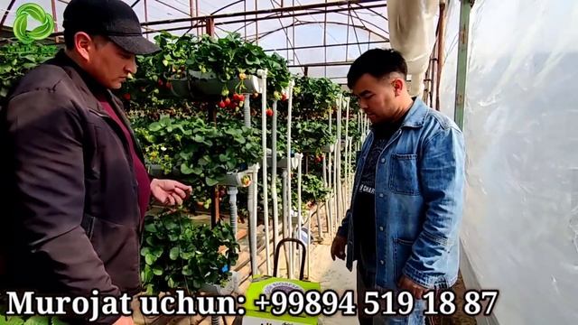 Qulupnay. Eng zoʻr Daromad. Issiqxona ustalari 93-446-26-26??? смотреть онлайн