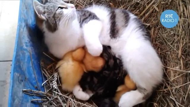 Кошка думает, что она мама утят
