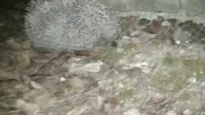 КАК РЫЧИТ ЁЖИК how the hedgehog growls. Злой ёж