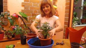 КОМНАТНЫЙ ЦВЕТОК ДИПЛАДЕНИЯ , ПЕРЕСАДКА И ПОДКОРМКА  В СЕНТЯБРЕ  . СОВЕТУЮ ПОСМОТРЕТЬ