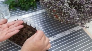 ???Петуния тайдалы-сажаем семена с секретом‼️?и вырастит ПЕТУНИЕВОЕ ДЕРЕВО?????