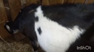 Коза породы ламанча за 2 недели до окота.