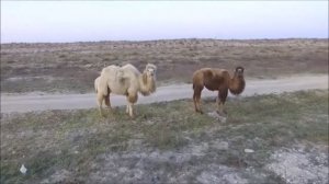 Двугорбый верблюд (бактриан)