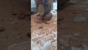 Бензопила Husqvarna 257 vs Старый дуб