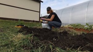 Пересаживаю перец в открытый грунт