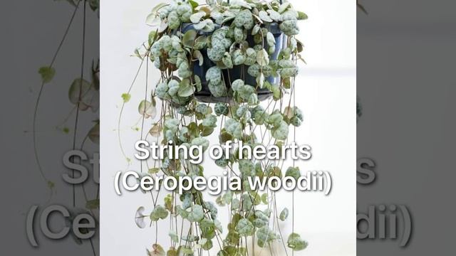 Easy care for Hanging plants And list of Low Maintenance HangingPlants by Mer Cy