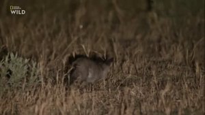 Nat Geo Wild: Смертоносная Африка. Калахари 2018