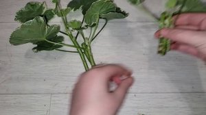 ЖАЛЕЮ, ЧТО не укореняла ГЕРАНЬ так раньше, корни лезут быстро и щеткой