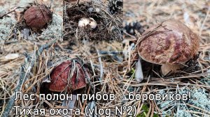 Лес полон грибов - боровиков! Тихая охота (vlog №2) #лес #грибы #тихая_охота