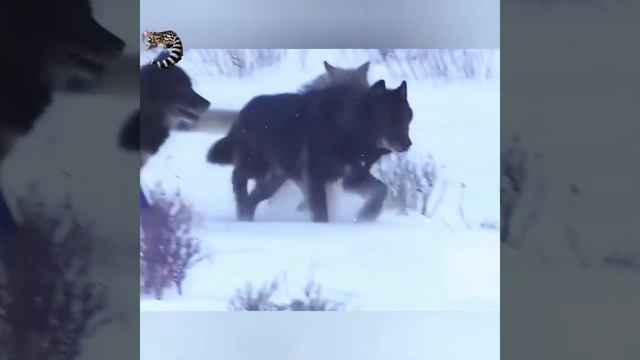 ЧЕРНЫЕ ВОЛКИ - УМНЫЕ и КРАСИВЫЕ Хищники с развитой мимикой