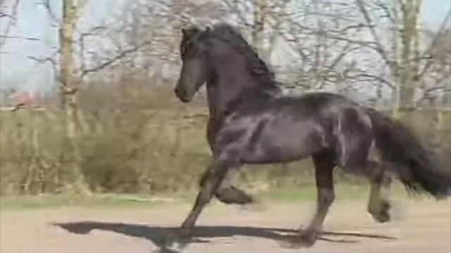 Фризская порода лошадей|всё о фризской лошади смотреть онлайн