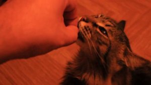Коты отбирают таблетку с валерьянкой из рук