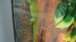 Дневной геккон