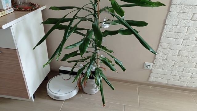 Я В ШОКЕ/МУЖ НЕ ПРИЕХАЛ/КОЛЬЦО В ПОДАРОК/СДЕЛАЛА МАНИКЮР/ПООБЕДАЛА В ГОСТЯХ/НЕ СОГЛАСНА/В ЛЕРУА/ВЛО смотреть онлайн