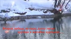 ОХОТА на лебедей ПЛОХОЕ занятие! Тёплая, незамерзающая речка. Камчатка.