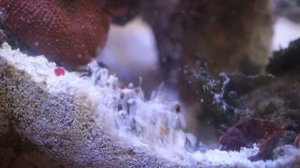 Бычок в морском аквариуме. Valenciennea puellaris.