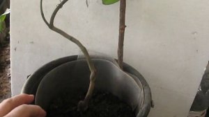 ПРОГРАММА ДЛЯ ПОЛУЧЕНИЯ плодов МАНДАРИН В ПОСУДЕ