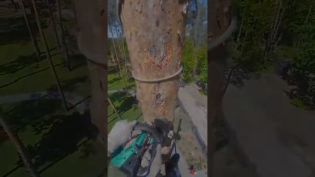 Сухая сосна в Ходосовке по частям от первого лица . смотреть онлайн