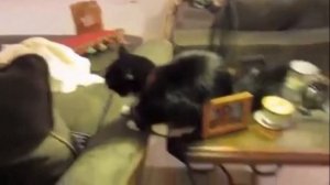 Самые смешные испуги людей и животных .