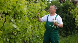 Болезни и вредители винограда.